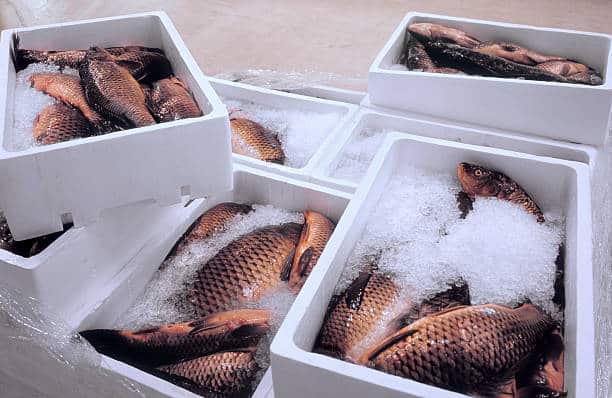 Poisson frais transporté dans des bacs réfrigérés pour respecter la chaîne du froid